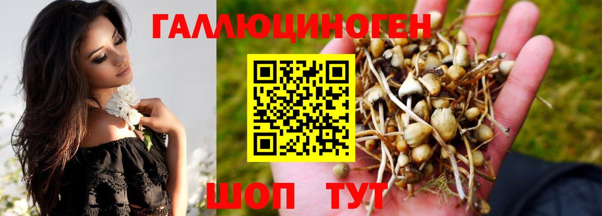 Каменка  купить закладку  Псилоцибиновые грибы Cubensis  Вход с VPN  Псилоцибиновые грибы Psilocybine cubensis 